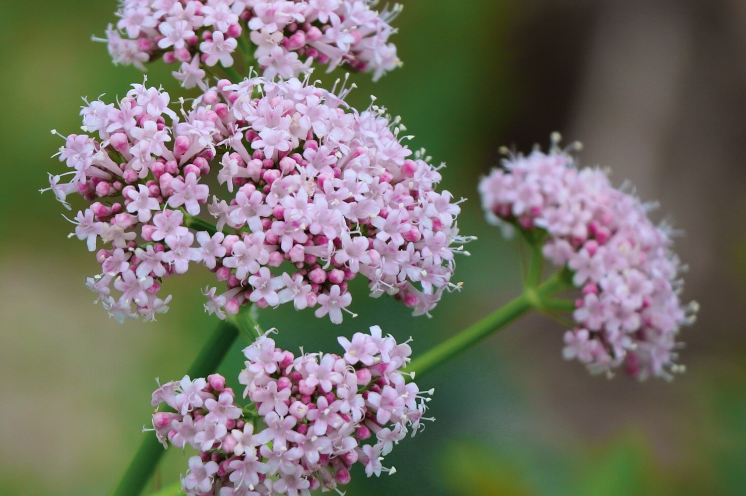 How to Take Valerian for Sleep & Anxiety The Definitive Guide